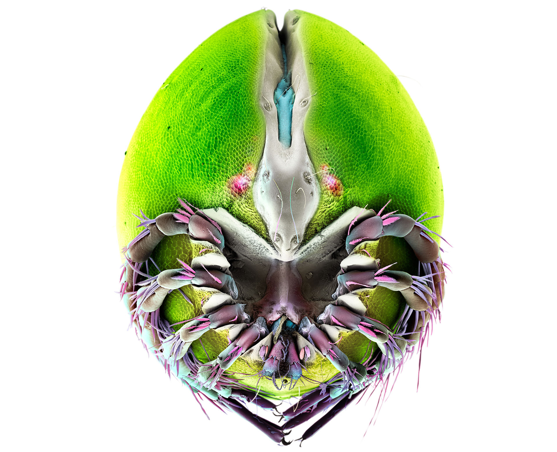 Schaelpic Photokunstbar – Martin Oeggerli, Ausstellung „Mites and Patterns“