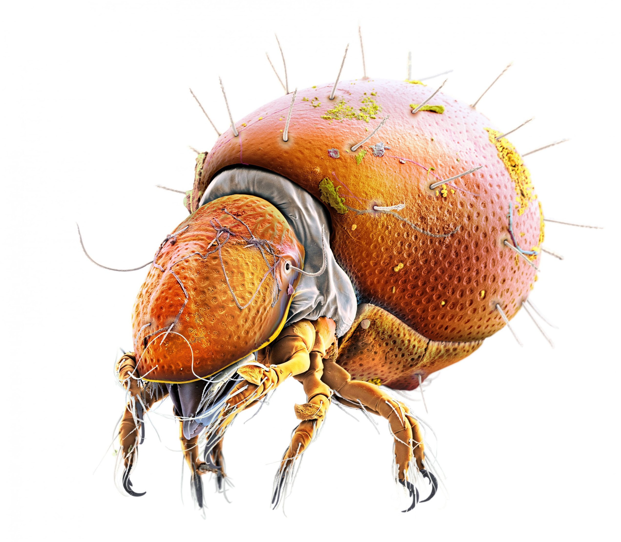 Schaelpic Photokunstbar – Martin Oeggerli, Ausstellung „Mites and Patterns“