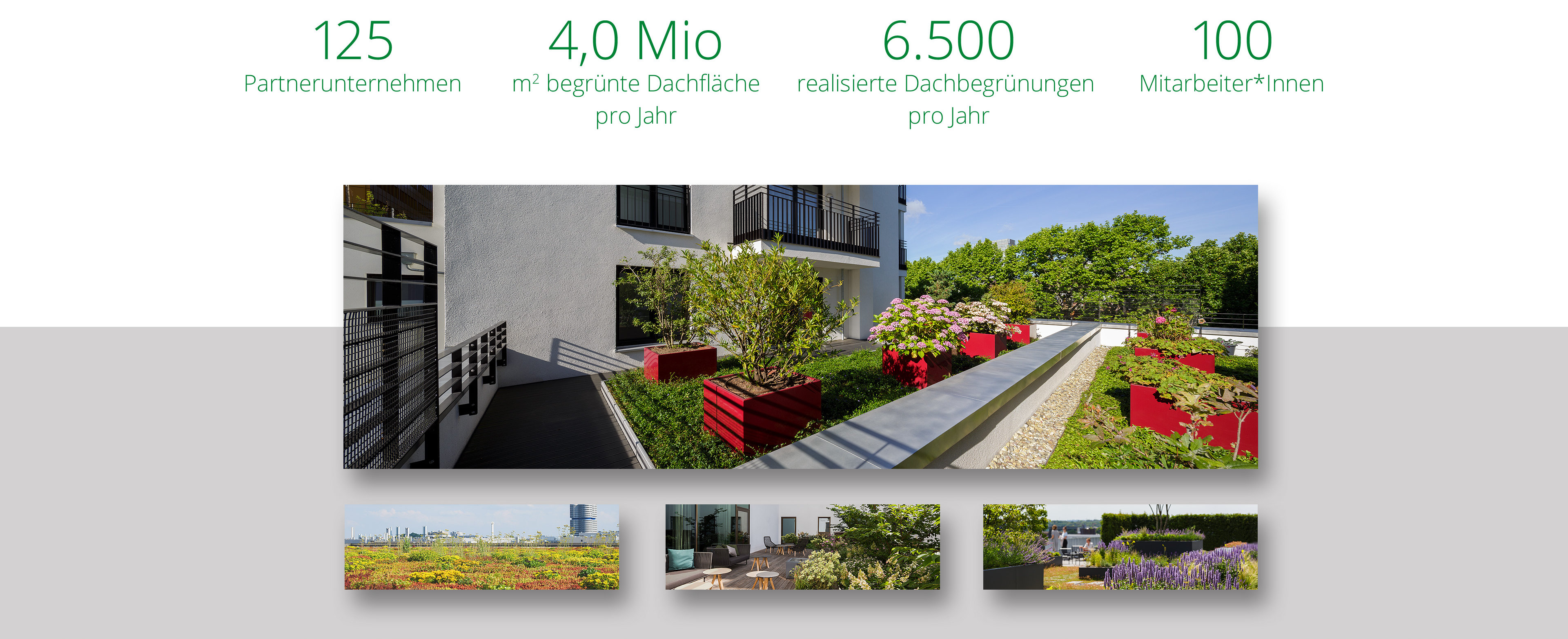 Optigrün Internet Auftritt