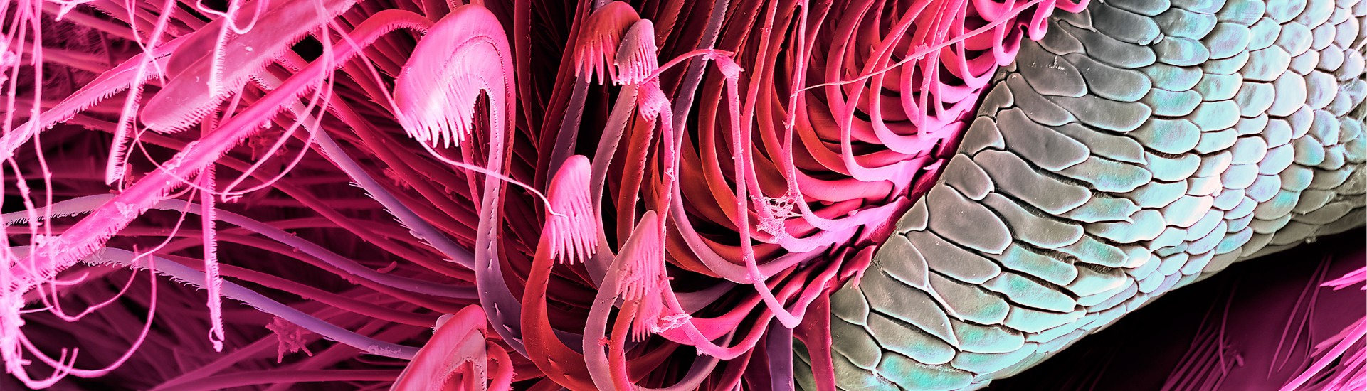 Schaelpic Photokunstbar – Martin Oeggerli, Ausstellung „Mites and Patterns“