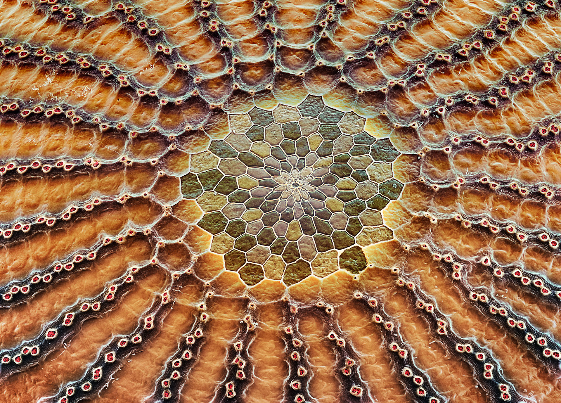 Schaelpic Photokunstbar – Martin Oeggerli, Ausstellung „Mites and Patterns“