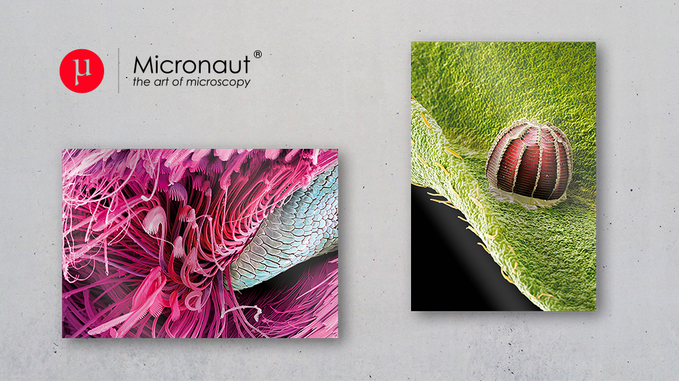 Micronaut – Corporate Design Micronaut – Corporate Design