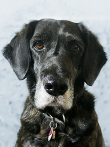 Chili – Agenturhund Chili – Agenturhund